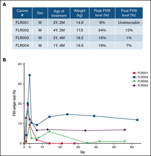 Therapeutic levels of FVIII expression were detected in canine blood plasma after UMGD. (A) Male dogs between age 1 and 4 years weighing 14 to 20 kg were used for this study. (B) Four dogs were treated using the transcutaneous UMGD procedure with RN18 MBs under the conditions described in Figure 2 to deliver pHP-hF8-X110. Blood was collected at various time points after the procedure for up to 30 days (FLR001) or 60 days (FLR002, FLR003, and FLR004), and FVIII antigen levels in plasma were evaluated by FVIII-specific enzyme-linked immunosorbent assay (ELISA). Control plasma samples were collected from each individual dog before surgery. Data at each time point is the average of at least 2 ELISAs.