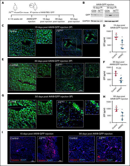 AAV8-driven liver-directed gene transfer is significantly delayed in hemophilia A mice. (A) Schematic showing delivery of AAV8–TBG-GFP to hemophilia A (F8TKO) or control (unaffected littermate heterozygous) mouse. (B) Western blot analysis of GFP in control and F8TKO mice after 15- and 30-days post–AAV8-GFP administration (IP). (C) Immunofluorescence of GFP staining in control and F8TKO mice 15 days post–AAV8-GFP injection (IP). The dotted regions are zoomed in as inset. (D) ELISA assay of total liver GFP amount in control and F8TKO at 15 days post–AAV8-GFP injection (P = .04). (E) Immunofluorescence of GFP staining in control and F8TKO mice 30 days post–AAV8-GFP injection (IP). The dotted regions are zoomed in as inset. (F) ELISA assay of total liver GFP amount in control and F8TKO 30 days post–AAV8-GFP injection (P = .06). (G) Immunofluorescence of GFP staining in control and F8TKO mice 60 days post–AAV8-GFP injection (IV). The dotted regions are zoomed in as inset. (H) ELISA assay of total liver GFP amount in control and F8TKO at 60 days post–AAV8-GFP injection (P = .07). (I) Immunofluorescence for caspase-3 showed an increased accumulation in F8TKO mouse liver 15- and 30-days post–AAV8-GFP administration, which was not seen in matched control liver. All control mice used were unaffected littermate heterozygoes mice.