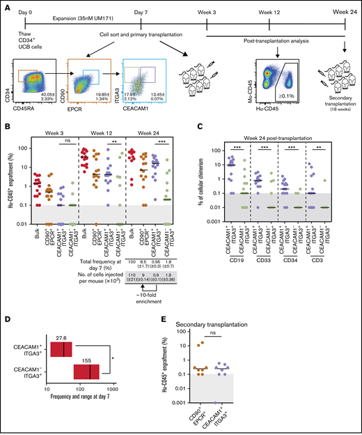 Expression of CEACAM1 associates with LT-HSC activity in expanded UCB cells. (A) Schematic representation of experimental strategy for in vivo studies. Data presented as mean ± SD for 2 independent biological replicates. (B) Long-term engraftment of cells from indicated populations in NSG mice 3, 12, and 24 weeks after transplantation. Each dot represents 1 mouse from 2 independent experiments. Black bars indicate median engraftment values. **P = .0018, ***P = .0003 (Mann-Whitney U test, 2-tailed). Cells were transplanted at cell doses reflecting population frequency at sort to compare the contribution of each subset to engraftment. (C) Lineage potential of indicated populations assessed for each engrafted mouse of the experiment presented in panel B. The percentage of human CD45+ myeloid (CD33+), B lymphoid (CD19+), T lymphoid (CD3+), and primitive (CD34+) cells for each condition is shown. Each dot represents 1 mouse. ***P = .0007 (CD19+), ***P = .0009 (CD33+), ***P = .0001 (CD34+), **P = .0035 (CD3+) (Mann-Whitney U test, 2-tailed). (D) LT-HSC frequency of CEACAM1+ and CEACAM1- populations sorted from CD34+CD45RA-CD90+EPCR+ITGA3+ cells. Estimated frequencies (red lines) presented as 1 per number of sorted cells and 95% CIs (gray boxes) are shown. P = .05 (Mann-Whitney U test, 1-tailed). The objective of these experiments was to determine if the LT-HSC frequency of the CEACAM1+ITGA3+ population is higher than that of the CEACAM1-ITGA3+ subset. The hypothesis assumed for the test is unidirectional, supporting the use of a 1-tailed test. (E) Human engraftment in secondary NSG mice 18 weeks after transplantation. Primary NSG mice transplanted with CEACAM1+ITGA3+ and CD90+EPCR+ parental cells were sacrificed 24 weeks after transplantation, and 80% of BM was collected and transplanted; n = 2 biological replicates.