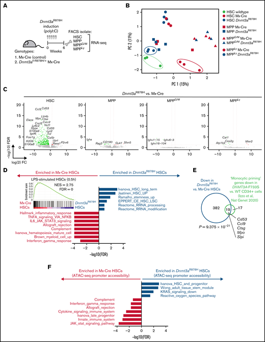 Dnmt3aR878H/+ reduces proinflammatory transcriptional programs, specifically in HSCs. (A) Experimental design. (B) Principal component analysis of RNA-seq data from Dnmt3aR878H/+ and Mx-Cre control cell types as well as C57BL/6 HSCs (n = 3 to 4 biological replicate mice per condition). (C) Volcano plots of differential gene expression in Dnmt3aR878H/+ vs Mx-Cre control cell types. Significant differential expression (FDR <0.05) is indicated by colored dots; green dots (left side of each plot) represent genes lower in expression in Dnmt3aR878H/+ vs control cells, and red dots (right side of each plot) represent genes higher in expression in Dnmt3aR878H/+ vs control cells. (D) Gene signatures significantly enriched in Mx-Cre control (gray) or Dnmt3aR878H/+ (navy) HSCs. (inset) Enrichment of a lipopolysaccharide-stimulated HSC signature16 in control vs Dnmt3aR878H/+ HSCs. (E) Venn diagram of overlapping downregulated genes in mouse Dnmt3aR878H/+ vs control HSCs with downregulated “Monocytic Priming” genes in human DNMT3A-F733S vs wild-type CD34+ cells.41P value calculated using a hypergeometric test. (F) Gene signatures significantly enriched in accessible promoters of Mx-Cre control (gray) or Dnmt3aR878H/+ (navy) HSCs.