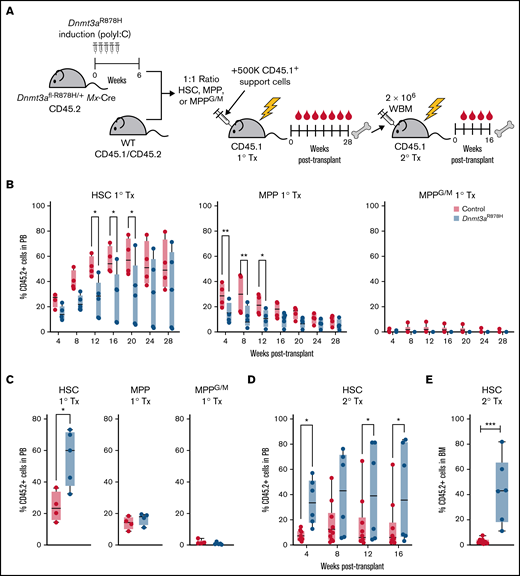 Dnmt3aR878H/+ confers a fitness advantage selectively in HSCs. (A) Experimental design. (B) Frequency of donor-derived cells in PB of mice transplanted with wild type and Dnmt3aR878H/+ HSCs, MPP, or MPPG/M cells (n = 4 to 5 per condition). (C) Frequency of donor-derived cells in BM of primary transplant recipients at 28 weeks. (D) Frequency of donor-derived cells in PB of secondary transplant recipient mice (n = 5 to 8 per condition). (E) Frequency of donor-derived cells in BM of secondary transplant recipient mice. Dots represent individual mice, bars show minimum to maximum. *P < .05, **P < .01, and ***P < .001 by 2-way ANOVA or unpaired t test.