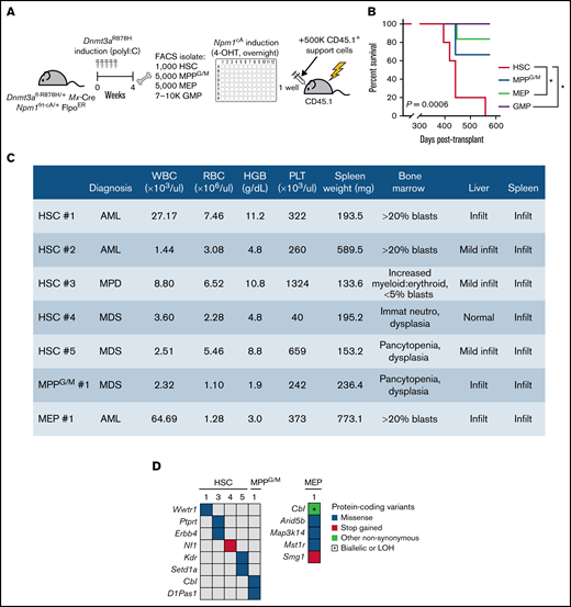 Dnmt3aR878H/+ HSCs are the most potent cell of origin transformed by Npm1cA. (A) Experimental design. (B) Overall survival of mice transplanted with Dnmt3a;Npm1-mutant HSCs (n = 5), MPPG/M (n = 3), MEP (n = 6), or GMP cells (n = 5). *P < .05 by Kaplan-Meier. (C) Blood, BM, spleen, and liver data collected from individual moribund mice used for blinded diagnoses of hematologic malignancies. (D) Somatic mutations detected in individual BM samples using M-IMPACT targeted sequencing.