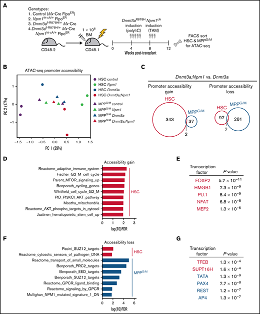 Dnmt3aR878H/+ chromatin state is altered by cooperating Npm1cA mutation in a cell-type-specific manner. (A) Experimental design. (B) Principal component analysis of ATAC-seq data from HSC and MPPG/M cells with genotypes Mx-Cre, Dnmt3aR878H/+, Npm1cA/+, and Dnmt3aR878H/+;Npm1cA/+. Principal components were calculated based on the top 900 differentially accessible promoter peaks across all conditions, ranked by FDR. Data were collected from 2 to 3 pooled mice for each replicate (1 to 2 per condition). (C) Venn diagrams representing overlapping promoter accessibility gain (left) or loss (right) between Dnmt3aR878H/+; Npm1cA/+ vs Dnmt3aR878H/+ HSCs and MPPG/M cells. (D) Pathway enrichment of the 343 promoters with increased accessibility in Dnmt3aR878H/+;Npm1cA/+ vs Dnmt3aR878H/+ HSCs. The low number of accessible promoter gains in MPPG/M cells (39 promoters) precluded pathway enrichment analysis. (E) Transcription factor binding site enrichment in promoters with increased accessibility. (F) Pathway enrichment of the 97 promoters with decreased accessibility in Dnmt3aR878H/+;Npm1cA/+ vs Dnmt3aR878H/+ HSCs, and the 281 promoters with decreased accessibility in Dnmt3aR878H/+;Npm1cA/+ vs Dnmt3aR878H/+ MPPG/M cells. (G) Transcription factor binding site enrichment in promoters with decreased accessibility.