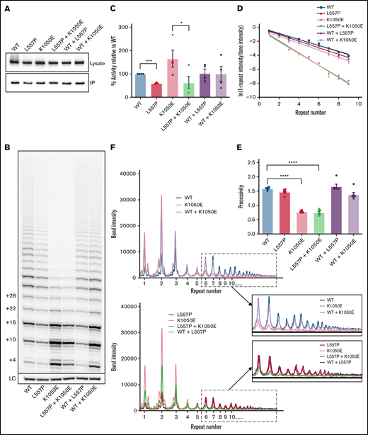The effects of L557P and K1050E on telomerase activity. (A) Western blot analyses of HEK293T cell lysates expressing the indicated hTERT variants (top) and the corresponding samples purified by IP (bottom). Blots were probed with an anti-FLAG antibody to detect exogenous FLAG-tagged hTERT. (B) Direct activity assay showing extension of a telomeric DNA primer in vitro in the presence of radiolabeled 32P-dGTP, for WT telomerase and the indicated variants, expressed individually or together. The number of nucleotides added to the primer is shown on the left. LC: 32P-labeled 30-mer oligonucleotide included as a control for recovery and loading. (C) Quantitation of total telomerase activity relative to WT for the indicated variants or combinations. Data are the mean ± standard error of the mean (SEM; n = 4). *P = .042; ***P = .0003, by repeated-measures 1-way analysis of variance (ANOVA), followed by Dunnett’s post hoc test. (D) Calculation of the amount of telomerase processivity75 for the indicated hTERT variants and combinations. For each telomere repeat added by telomerase, the logs of the “fraction of products left behind” (ie, dissociated from the enzyme) were plotted against the repeat number, and the plot was fitted by linear regression, with the slope inversely proportional to processivity. Each data point represents the mean ± SEM (n = 6). (E) Processivity values (defined as −0.693/m, where m is the slope of the line) were calculated from the 6 individual experiments shown in panel D. Data are the mean ± SEM (n = 6). ****P < .0001, by repeated measures 1-way ANOVA, followed by Dunnett’s post hoc test. (F) Line graphs of the intensities of bands in the indicated lanes of the gel in panel B. WT and K1050E telomerase, expressed individually or together (top). L557P and K1050E telomerase, expressed individually or together (bottom). Magnification of the boxed regions of the plots, showing repeat 6 and higher (inset).