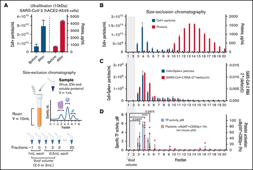 TF activity is exclusively found in SARS-CoV-2 and EV-containing chromatography fractions. (A) β-propiolactone–inactivated SARS-CoV-2 obtained from human A549 (ACE2) cell infection was concentrated by Ultrafiltration (10 kDa filter columns) as size-exclusion chromatography dilutes samples up to 10 times. Celltracker-DR–positive (Cell+) particles (EVs/virus) and protein content before and after sample ultrafiltration were quantified by flow cytometry (left y-axis, 3 technical replicates) and BCA assay (right y-axis, 2 technical replicates), respectively. The concentrated sample was then loaded on an SEC column, and fractions of 0.5 mL after the void volume were collected (see cartoon created with Biorender). (B) Celltracker-DR–positive particles (EVs/virus) and protein content of each SEC fraction were quantified by FACS (left y-axis, 3 technical replicates) and BCA assay (right y-axis, 2 technical replicates), respectively. (C) Celltracker-DR–positive and spike-positive (samples labeled by mouse IgG1 anti-spike SARS-CoV-2, fluorescein-conjugated) particles (EV/virus) and SARS-CoV-2 RNA content (left or right y-axis, respectively) were quantified in each SEC fraction. (D) Left y-axis. TF activity was assessed by TF/FVII-mediated conversion of FX to FXa and subsequent conversion of FXa substrate. The specific TF activity indicated is calculated as total TF activity measured in the presence of control Ig minus the total TF activity measured in the presence of anti-TF antibody HTF-1. Samples were preincubated for 15 minutes with control Ig or HTF-1. The numbers above the bars indicate the estimated TF activity in pM. Measured in 3 technical replicates. (D) Right y-axis, wt C57BL/6J mouse platelet stimulation (n = 6) with SEC fractions (1:25 vol/vol) in the presence of pooled, recalcified (10 mM CaCl2) mouse PFP (0.5%). The amount of CaCl2 was twofold higher than in previous platelet stimulations as phosphate contained in SEC buffer (PBS) may chelate free calcium. Data are represented as mean ± SD. Statistical analysis: (D) one-way ANOVA followed by Dunnett’s multiple comparison test. ****P < .0001.