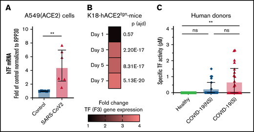 TF expression is associated with SARS-CoV-2 infection in vitro, in a murine infection model, and COVID-19 patients. TF expression (mRNA) or TF activity was assessed in vitro, in mice, and in plasma from human donors. (A) human TF (F3) mRNA expression quantified in SARS-CoV-2–infected A549 (ACE2) cells compared with uninfected (control) A549 (ACE2) cells. mRNA expression levels were normalized to RPP30. (B) Mouse TF (F3) gene expression determined by RNAseq in K18-ACE2tgn mouse lungs infected with SARS-CoV-2 on days 1, 3, 5, and 7 postinfection compared with uninfected K18-ACE2tgn mouse. To consider a differential gene expression statistically significant, thresholds of 0.01 and |log2(3)| were applied for the adjusted P value (P adj) and the minimum fold-change, respectively. N = 4 per group. (C) Human TF activity assessed in plasma from healthy donors (n = 15), COVID-19 patients with nonsevere (n = 25) or severe (n = 25) disease. TF activity was assessed by TF/FVII-mediated conversion of FX to FXa and subsequent conversion of FXa substrate. The specific TF activity indicated is calculated as total TF activity measured in the presence of control Ig minus the total TF activity measured in the presence of anti-TF antibody HTF-1. The numbers above the bars indicate the estimated TF activity in pM. Data are represented as mean ± SD. Statistical analysis: (A) Mann-Whitney test. (C) Kruskal-Wallis test followed by Dunn’s multiple comparison test. **P < .01. ns, not significant.