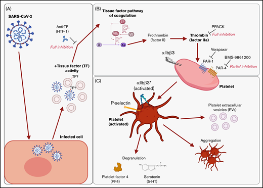 Graphical summary of the described mechanism. (A) SARS-CoV-2–infected cells release virus and EVs with associated TF activity. (B) This initiates the TF pathway of coagulation in plasma, thereby converting prothrombin into thrombin. Thrombin signals to platelets via PAR-1 and PAR-4. (C) Platelet activation is characterized by the expression of activated integrin αIIbβ3 and P-selectin, degranulation, aggregation, and the release of EVs. The graphical summary was created with BioRender.com.
