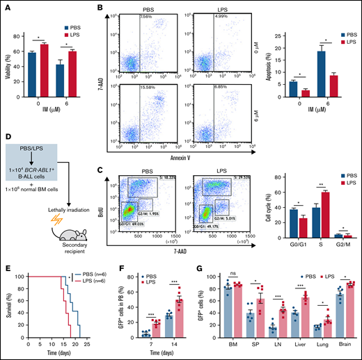 Inflammation promotes the growth of BCR-ABL1+ B-ALL cells in vitro and in vivo. For in vitro assays, BCR-ABL1+ B-ALL cells were obtained from the BM of primary BCR-ABL1+ B-ALL mice and purified by CD19+ MACS, then cultured in vitro. (A-B) BCR-ABL1+ B-ALL cells were treated with LPS (25 µg/mL) or control PBS in a 96-well plate with FBS-deficient culture medium for 48 hours following treated with imatinib (IM) (0, 6 µM) for 24 hours. (A) Cell viability was determined b CCK-8 assays. (B) Cell apoptosis was measured by flow cytometry. The cell population of apoptosis is indicated (left); the histogram shows the percentages of apoptotic cells (right). (C) The cell cycle of LPS (25 µg/mL)-treated and PBS-treated BCR-ABL1+ B-ALL cells were evaluated by flow cytometry. The cell population of G0/G1, S, G2/M phase is indicated (left), the histogram shows the percentages of each period (right). (D) Schematic representation of BCR-ABL1+ B-ALL mouse models derived from secondary transplantation. (E) Kaplan-Meier survival curves for the recipient mice receiving either PBS-treated leukemic cells (n = 6) or LPS-treated leukemic cells (n = 6). (F) Monitoring the peripheral blood percentage of GFP+ cells in recipient mice transplanted with PBS- or LPS- treated leukemic cells at day 7 and day 14 after transplantation. (G) Leukemia burden was determined by measuring the percentages of GFP+ cells in the BM, SP, LN, liver, lung, and brain in recipient mice at day 14 after transplantation. The data are representative of at least 3 independent experiments. Error bars represent the mean ± standard error of the mean. *P < .05, **P <. 01, ***P < .001. ns indicates no significant differences.