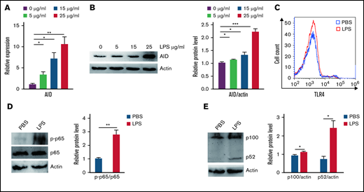 Inflammatory agent LPS induces AID expression through the NF-κB pathway in BCR-ABL1+ B-ALL cells. (A-B) The mRNA and protein expression levels of AID were detected by (A) qRT-PCR and (B) western blotting in BCR-ABL1+ B-ALL cells after stimulation with LPS (0, 5, 15, 25 µg/mL) for 24 hours. Gapdh was used to normalize cDNA amounts, and actin was used as the loading control for western blotting. The protein levels were quantified by the ImageJ program and normalized to actin. (C) BCR-ABL1+ B-ALL cells were treated with LPS (25 µg/mL) or PBS for 24 hours, the expression of TLR4 was measured by flow cytometry. (D-E) BCR-ABL1+ B-ALL cells were treated with LPS (25 µg/mL) or PBS for 24 hours. Western blotting analysis for phospho-specific antibodies against p65, blots were stripped and reprobed with antibodies against total p65. (E) Phosphorylated protein levels were quantified by the ImageJ program and normalized to total form. The protein expression levels of p100 and p52 were detected by western blotting. (D) The protein levels were quantified by the ImageJ program and normalized to actin. The data shown are representative of at least 3 independent experiments. Error bars represent the mean ± standard error of the mean. *P < .05, **P < .01, ***P < .001.