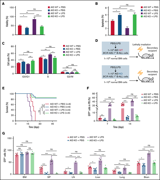 Requirement of AID for BCR-ABL1+ B-ALL initiation and maintenance upon inflammatory stimulation. (A-B) AID WT or AID KO BCR-ABL1+ B-ALL cells were treated with LPS (25 µg/mL) or PBS, then cultured in a 96-well plate with FBS-deficient culture medium for 72 hours. (A) Cell viability was determined by CCK-8 assays. (B) Cell apoptosis was measured by flow cytometry; the histogram shows the percentages of apoptotic cells. (C) The cell cycle of AID WT and AID KO BCR-ABL1+ B-ALL cells treated with LPS (25 µg/mL) or PBS was measured by flow cytometry. The histogram shows the percentages of each period. (D) Schematic representation of BCR-ABL1+ B-ALL mouse models derived from secondary transplantation of AID WT or AID KO BCR-ABL1+ B-ALL mouse model. (E) Kaplan-Meier survival curves for the indicated recipient mice (n = 6 per group). (F) Monitoring the peripheral blood percentage of GFP+ cells in the recipient mice transplanted with the indicated leukemic cells on day 7 and day 14 posttransplantation. (G) Leukemia burden was determined by measuring percentages of GFP+ cells in BM, SP, LN, liver, lung, and brain in the recipient mice at day 14 after transplantation. The data are representative of at least 3 independent experiments. Error bars represent the mean ± standard error of the mean. *P < .05, **P < .01, ***P < .001. ns indicates no significant differences.