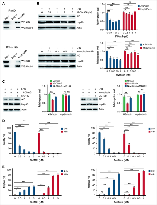 Hsp90 inhibition promotes AID degradation in inflammation-stimulated BCR-ABL1+ B-ALL cells through the proteasome pathway. (A) After treatment with LPS for 48 hours, AID and Hsp90 proteins in BCR-ABL1+ B-ALL cells were detected by immunoprecipitation (IP) with the anti-AID (top) or anti-Hsp90 (bottom) antibody, followed by the indicated western blotting antibody. (B) BCR-ABL1+ B-ALL cells were treated with LPS (25 µg/mL) and 17-DMAG (0, 0.5, 1, 2, and 3 µM) (top) or LPS (25 µg/mL) and novobiocin (0, 0.1, 0.3, 0.5, and 1 mM) (bottom) for 24 hours. AID and Hsp90 expressions were measured by western blotting. Actin was used as loading control for total protein. The protein levels were quantified by the ImageJ program and normalized to actin. (C) BCR-ABL1+ B-ALL cells were treated with LPS (25 µg/mL) and 17-DMAG (0 and 3 µM) (left) or LPS (25 µg/mL) and novobiocin (0 and 1 mM) (right) for 24 hours, followed by treatment with MG132 (0 and 10 µM) during the last 12 hours. Cells were harvested at indicated time points. The AID and Hsp90 protein levels were examined by western blotting. The protein levels were quantified by the ImageJ program and normalized to actin. (D-E) BCR-ABL1+ B-ALL cells were treated with LPS (25 µg/mL) and 17-DMAG (0, 0.5, 1, 2, and 3 µM) or LPS (25 µg/mL) and novobiocin (0, 0.1, 0.3, 0.5, and 1 mM). (D) Assessment of cell viability by CCK-8 assay at 24 and 48 hours following treatment. (E) Analysis of cell apoptosis by flow cytometry at 24 and 48 hours following treatment. The data are representative of at least 3 independent experiments. Error bars represent the mean ± standard error of the mean. *P < .05, **P < .01, ***P < .001. ns indicates no significant differences.