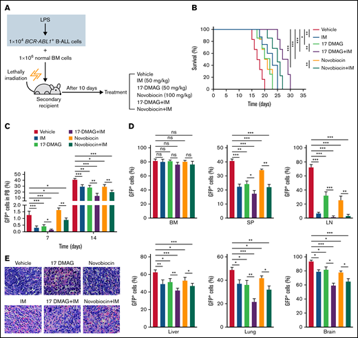 The combination therapies of imatinib and Hsp90 inhibitors slow the inflammation-promoted progression of BCR-ABL1+ B-ALL. (A) Diagram of the treatment schedule in BCR-ABL1+ B-ALL mouse model. (B) Kaplan-Meier survival curves for the indicated mice with different treatments (n = 8 per group). (C) Monitoring the peripheral blood percentage of GFP+ cells in the indicated recipient mice on days 7 and 14 after transplantation. (D) Leukemia burden was determined by measuring the percentages of GFP+ cells from the BM, SP, LN, liver, lung, and brain in the indicated recipient mice at day 17 after transplantation. (E) Hematoxylin and eosin staining was performed to examine infiltration of the leukemic cell on spleen paraffin sections. Scale bar represents 20 µm. The data are representative of at least 3 independent experiments. Error bars represent the mean ± standard error of the mean. *P < .05, ** P< .01, ***P < .001. ns indicates no significant differences.