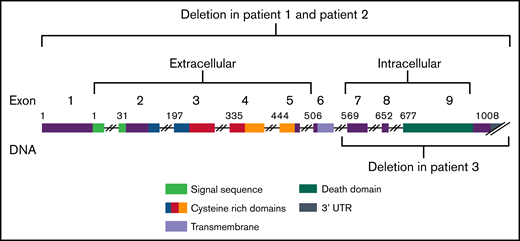 FAS gene regions. Graphic of FAS deletions showing the copy number variants identified here in autoimmune lymphoproliferative syndrome.