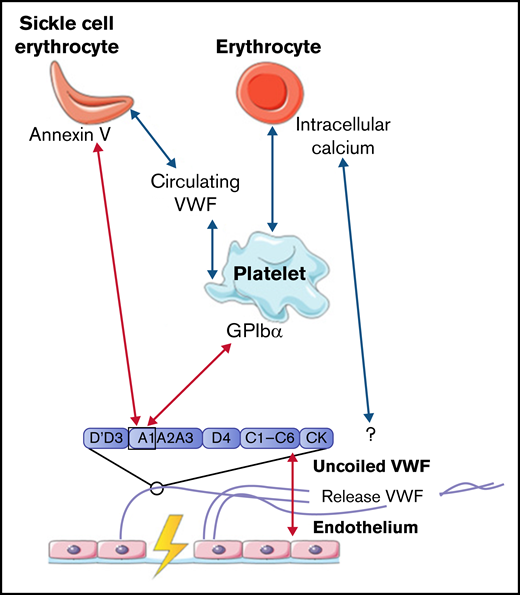 Interactions between VWF and erythrocytes studied in flow models. Identified interactions between VWF multimers, platelets, and (SS) erythrocytes under high shear flow (red arrows) and low shear flow (blue arrows). GP, glycoprotein.