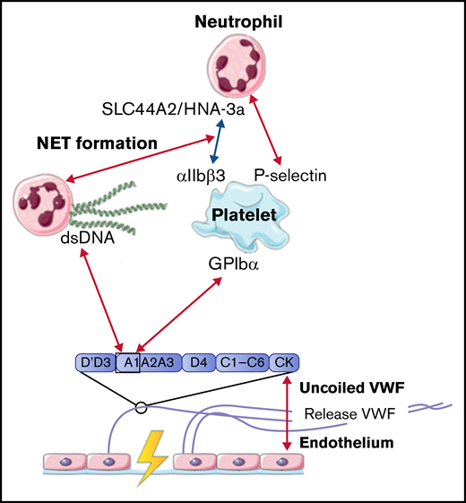 Interactions between VWF and neutrophils studied in flow models. Identified interactions between the A1 domain of VWF multimers, platelets, neutrophils, and NETs under high shear flow (red arrows) and low shear flow (blue arrows). ds, double strand; GP, glycoprotein.