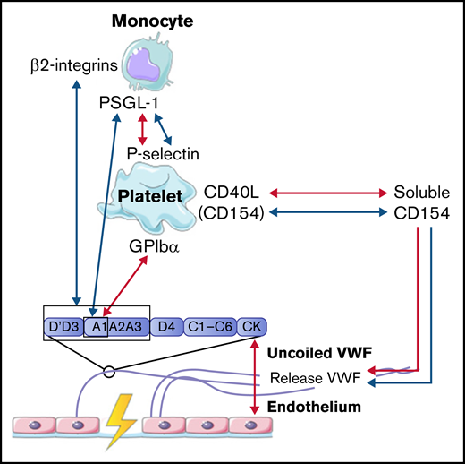 Interactions between VWF and monocytes studied in flow models. Identified interactions between the A1 domain of VWF multimers, platelets, and monocytes under high shear flow (red arrows) and low shear flow (blue arrows). GP, glycoprotein.