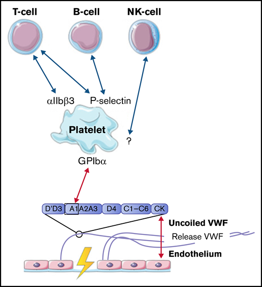 Interactions between VWF and lymphocytes studied in flow models. Identified interactions between the A1 domain of VWF multimers, platelets, B cells, T cells, and natural killer (NK) cells under high shear flow (red arrows) and low shear flow (blue arrows). GP, glycoprotein.