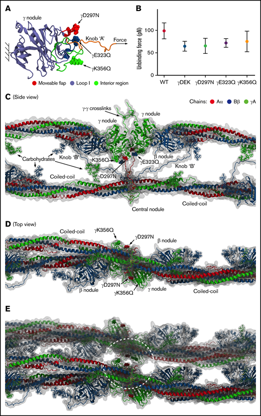 Computational molecular modeling. (A) Complete atomic structure of the A:a knob-hole complex (in ribbon representation), extracted from the structures of fibrin oligomers6,36 at pH 7.0 and 25°C, showing hole a with the following binding determinants: the interior region (residues γTrp335-Asn365; shown in green), loop I (γTrp315-Trp330; in blue), and movable flap (γPhe295-Thr305; in red) in the γ-nodule, and knob A (residues αGly17-Cys36; shown in orange). Also shown are the setup for the dynamic force experiments in silico, for example, the constrained residue γLys159 in the γ-nodule in hole a and tagged residue αCys36 in knob A, and the direction of pulling force (indicated by the arrow), and single-point mutations corresponding to variants γD297N, γE323Q, and γK356Q (small arrows). (B) The average bond-rupture forces and SDs (mean ± SD, N = 5 simulation runs) for WT and variants γD297N. γE323Q, γK356Q, and γDEK extracted from the simulations. (C-D) The side view (C) and top view (D) of a structural fragment of 2-stranded fibrin oligomer inside its hydrodynamic volume, displaying the α chain (in red color), β chain (in blue), and γ chain (in green). Also shown are the D:D self-association interface, the D:E:D complex with the A:a and B:b knob-hole bonds, the coiled coils, and carbohydrate moieties. These structures reveal the positions of mutated residues relative to the body of fibrin oligomer, which can be correlated with their propensities to form the intra-protofibril vs inter-protofibril contacts. (E) The same structure as in panel D but with another protofibril added to the picture to help visualize the lateral packing with the inter-protofibril contacts corresponding to the crystal contacts in structure 1FZC19 from the protein data bank.