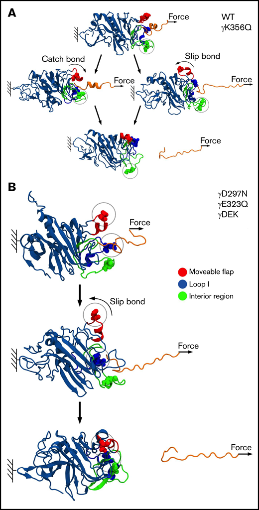 Molecular mechanism of A:a knob-hole bond rupture. Conformational transitions and remodeling of the A:a binding interface are exemplified for single-point mutants γK356Q (green balls) and γD297N (red balls), which result in kinetic partitioning into the bi-phasic catch-slip-type (A) and slip-type bond rupture pathways (B). The atomic structure of the A:a knob-hole complex (in ribbon representation) showing knob A (residues α17-36; in orange color) and hole a with the interior region (γ335-365; in green), loop I (γ315-330; in blue), and movable flap (γ295-305; in red). The pulling force is applied to residue α36 in knob A (small arrows), whereas residue γ159 in the γ-nodule is constrained (color denotation as in Figure 6).