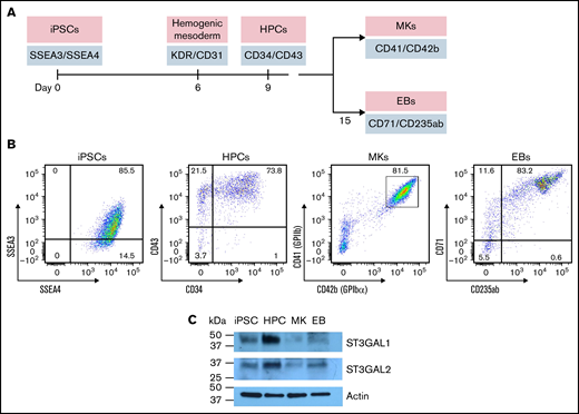 Expression of ST3GAL1 and ST3GAL2 during MK and EB differentiation from human iPSCs. (A) Schematic for generating MKs and EBs from iPSCs. (B) Flow cytometric analysis showed production of CD34+/CD43+ HPCs, CD41+/CD42b+ MKs, and CD71+/CD235ab+ EBs from SSEA3+/SSEA4+ iPSCs. (C) Western blot showed the expression of ST3GAL1 and ST3GAL2 at different differentiation stages.