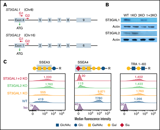 Generation and characterization of ST3GAL1 and/or ST3GAL2 KO iPSC lines. (A) Schematic illustration of the ST3GAL1 and ST3GAL2 locus showing the location of the gRNA binding sites (red arrows) to guide Cas9 to its cleavage site. ATG start codon for gene translation is marked by the green arrow. (B) Western blot demonstrating the loss of expression of ST3GAL1 and/or ST3GAL2 in corresponding KO iPSC lines. (C) Flowcytometric analysis demonstrating the expression of SSEA3, SSEA4, and TRA 1-60 surface markers on different iPSC lines. Blue boxes highlight the carbohydrate epitopes recognized by anti-SSEA3 and anti-SSEA4 antibodies.