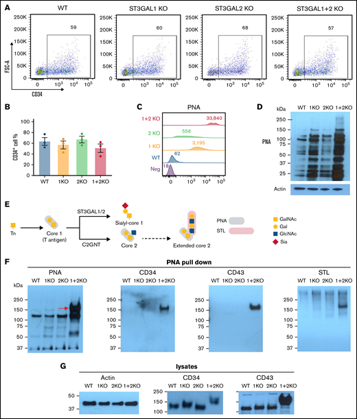 ST3GAL1 and ST3GAL2 modify multiple glycoproteins in HPCs and outcompete the formation of core 2 O-glycans on CD34 and CD43. (A) Flowcytometric analysis showed production of CD34+ HPCs from different iPSC lines. (B) Quantitated yield of CD34+ HPCs from different iPSC lines. Values represent the means plus or minus SEM from 3 independent experiments. No significance was found by 1-way ANOVA with Dunnett’s test compared with WT cells. (C) Flowcytometric analysis of PNA binding to iPSC-derived HPCs. Numbers indicate median fluorescence intensities. (D) PNA blot revealed multiple glycoprotein substrates for ST3GAL1 and ST3GAL2 in lysates from HPCs. (E) Schematic of O-glycan biosynthesis and plant lectin binding epitopes. (F) Pull-down experiment using PNA-agarose beads from lysates of iPSC-derived HPCs, followed by SDS-PAGE and immunoblot with either PNA, STL lectins or sheep anti-CD34 or goat anti-CD43 polyclonal antibodies. (G) Western blot analysis of CD34 and CD43 expression in whole-cell lysates from iPSC-derived HPCs. SDS-PAGE, SDS-polyacrylamide gel electrophoresis.