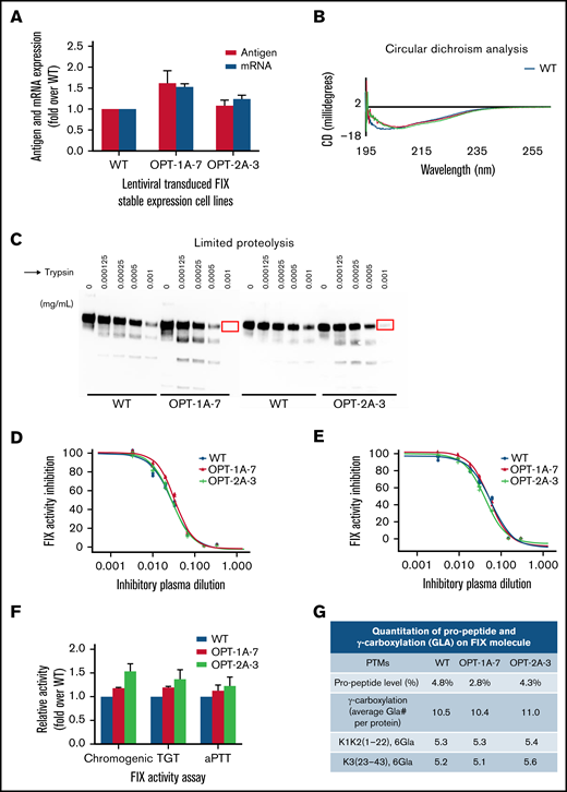 Characterization of recoded FIX constructs expressed from lentiviral transduction stable expression system. (A) The mRNA and antigen expression levels of wild-type (WT), OPT-1A, and OPT-2A variant lentiviral-transduced stable expression clones selected for further characterization. Data are represented as mean ±  standard deviation (SD). (B) CD analysis of FIX secondary structures. Recoded FIX constructs showed similar CD spectra profiles that are distinct from WT FIX. (C) Limited trypsin digestion profiles of WT, OPT-1A, and OPT-2A constructs. Both OPT-1A and OPT-2A constructs showed increased sensitivity to trypsin digestion compared with WT FIX (highlighted by red color squares). (D-E) Inhibitory antibody assay data from assays employing FIX-depleted plasma spiked with polyclonal anti-FIX antibodies and hemophilia B patient with anti-FIX inhibitory antibodies, respectively. Data showed significantly different inhibition kinetics for OPT-1A and OPT-2A FIX in comparison with wild type when incubated with the spiked plasma (panel D, with ED50 0.0284, 0.0339, and 0.0286 for WT, OPT-1A, and OPT-2A) and hemophilia B patient plasma (panel E, with ED50 0.0637, 0.0580, and 0.0453 for WT, OPT-1A, and OPT-2A), respectively. Together, data in panels B-E demonstrated conformational differences of recoded FIX constructs relative to WT FIX. (F) Specific activity assessment data for recoded FIX constructs presented as fold activity over WT. Data are represented as mean ± SD. (G) Propeptide processing and γ-carboxylation profiles of purified FIX from selected clones.