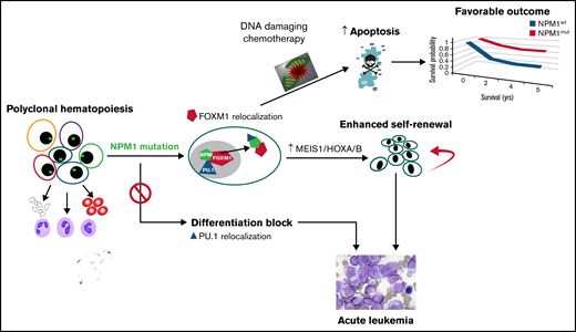 The dichotomous effects of nucleophosmin mutations in AML.