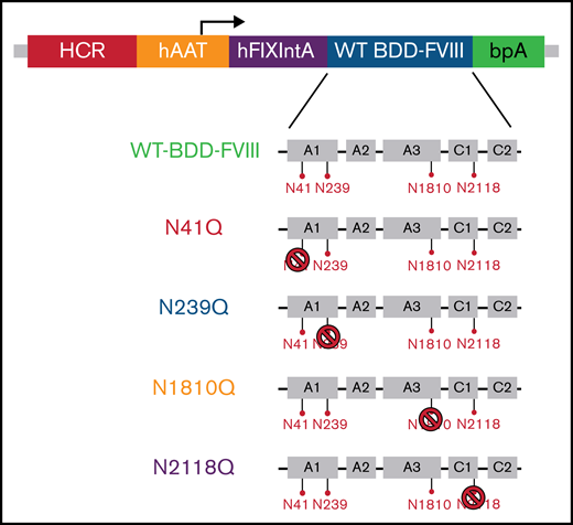 WT BDD-FVIII plasmid used for N to Q mutagenesis and the resulting FVIII variant constructs used for in vivo gene therapy. The WT BDD-FVIII plasmid construct is shown at the top. The 4 N-glycosylation sites, N41, N239, N1810, and N2118, in the A1, A3, and C1 domains are separately represented by red pins. N to Q mutagenesis was performed on the WT BDD-FVIII backbone to eliminate glycosylation on each of the 4 sites represented by the stop symbol. BDD, B domain deleted; bpA, bovine growth hormone polyadenylation site; hAAT, human α1-antitrypsin promoter; HCR, hepatic control region; hFIXintA, human factor IX intron 1; WT, wild type.
