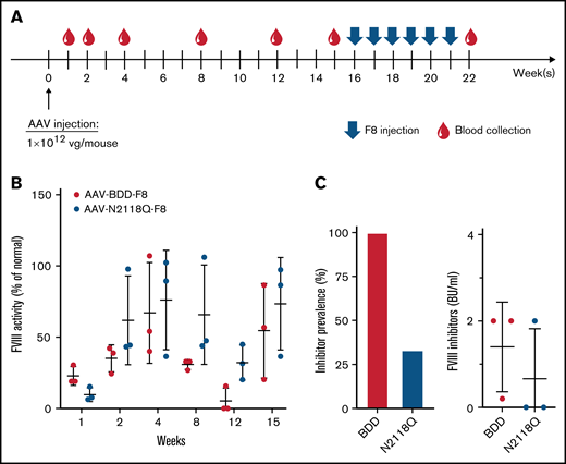 Comparison of FVIII activity and inhibitor development following gene transfer of AAV carrying WT-BDD-FVIII or the mutated BDD-FVIII N2118Q variant. HA mice were intravenously injected with 1 × 1012 vg of AAV carrying WT-BDD-FVIII or the mutated FVIII N2118Q variant, respectively. (A) Schematic of the treatment and blood collection schedule. (B) The plasma was collected at marked timepoints for the detection of FVIII activity. Mice were subsequently challenged intravenously with 5 U of FVIII weekly for 6 weeks from weeks 16 to 21. (C) The prevalence of inhibitor development was calculated 1 week after final FVIII challenge. Mice with >0.6 BU inhibitor titer were considered inhibitor positive. The data are presented as means with standard deviation from 3 separate experiments.