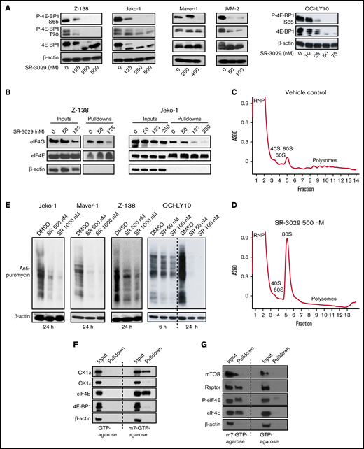 CK1δ inhibitor SR-3029 downregulates translation initiation. (A) CK1δ inhibition disrupts 4E-BP1 phosphorylation. Five lymphoma cell lines, Z-138, Jeko-1, Maver-1, and JVM-2 (representing mantle cell lymphoma), and OCI-LY10 (representing diffuse large B-cell lymphoma), were treated with SR-3029 or vehicle control for 24 hours. Protein levels were determined by immunoblot. P-, phosphorylated protein. (B) CK1δ inhibition disrupts eIF4F assembly. The lymphoma cell lines Z-138 and Jeko-1 were treated with SR-3029 or DMSO control at the indicated concentrations for 24 hours and then processed for the m7GTP cap binding assay using m7GTP agarose beads to pull down cap binding proteins, which were analyzed by immunoblot. The level of eIF4G reflects eIF4F assembly, whereas the level of eIF4E is constant and serves as the loading control. (C-D) CK1δ inhibition disrupts global translation. Z-138 cells were treated with DMSO vehicle control (C) or SR-3029 500 nM (D) for 6 hours. Cell lysates were fractionated on 10% to 50% sucrose density gradients by centrifugation. The x axis shows fractions collected, and the y axis shows absorbance at OD260. Shown are the ribonucleoprotein particle fraction (RNP), ribosomal subunits (40S, 60S, and 80S), and polysomes. (E) SUnSET translation assay. Bulk translation was determined in 3 MCL cell lines and 1 DLBCL cell line treated with SR-3029 at the indicated concentrations or DMSO control for 24 hours (or 6 and 24 hours in the case of OCI-LY10). Puromycin was then added at the final concentration of 1 μg/mL for 30 minutes. Cell lysates were analyzed by immunoblot using anti-puromycin or anti–β-actin antibodies. (F-G) CK1δ associates with the mRNA cap structure in lymphoma. m7GTP cap binding assays were performed in untreated Z-138 lymphoma cells. (F) Protein levels of CK1δ, CK1ε, eIF4E, 4E-BP1, and β-actin were determined in the input and pulldown fractions by immunoblotting. (G) Protein levels of mTOR, Raptor, eIF4E, P-eIF4E, and β-actin were determined in the input and pulldown fractions by immunoblotting.