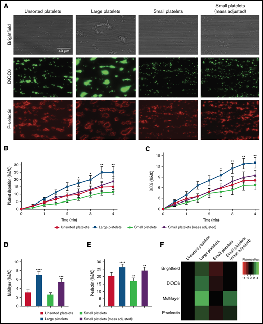 Thrombus formation with different platelet fractions. Platelet- and leukocyte-depleted whole blood was reconstituted with unsorted, large, small, or small (mass adjusted) platelets and perfused for 4 minutes at a wall shear rate of 1000 s−1 over a coated microspot containing collagen type I. Thrombus build-up was evaluated by image capturing every 30 seconds during the 4 minutes of blood perfusion and end point analysis after postlabeling and perfusion. (A) Representative brightfield images (upper row) and fluorescent images of DiOC6 (middle row) or P-selectin expression (lower row) of the different platelet fractions after 4 minutes of perfusion. (B-C) Quantification of thrombus build-up (kinetics, n = 6) with brightfield images of platelet deposition (B) and fluorescence images of DiOC6 deposition (C). Correction for platelet surface differences (∼30% between large and small platelets10) would increase surface area coverage (SAC) of small platelets to similar values as the determined SAC for mass-adjusted small platelets. (D-E) Quantification of endpoint analysis (n = 6) of brightfield images of multilayer deposition (D) and fluorescence images of P-selectin expression (E). (F) Heatmap representing each parameter for the respective platelet size subpopulation at the end of the measurement. Unsorted platelets were set at 0 for reference. n = 4. *P < .05 and ****P < .0001 vs unsorted.