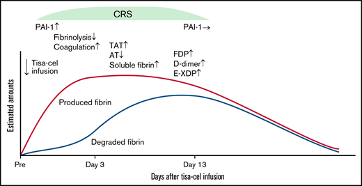 Schematic view of the relatively hypercoagulable state after tisa-cel infusion. Trends in amounts of fibrin produced (red line) and degraded (blue line) are superimposed. In DLBCL patients with mild CRS, suppressed fibrinolysis and a relatively hypercoagulable state concomitant with significant elevation in total PAI-1 was observed at the onset of CRS. Subsequently, this status was recovered at the later stage of CRS, corresponding to normalization of total PAI-1 levels without any sequalae.