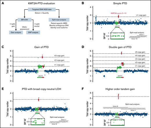 Patterns of KMT2A-PTD allelic states from targeted DNA NGS data. (A) Outline of strategy for detection, quantification, and allelic characterization of KMT2A-PTD. (B) Simple KMT2A-PTD cells harbor 1 wild-type allele (1 copy KMT2A) and 1 PTD allele (2 copies of PTD exons and 1 copy of other exons) by definition, for a net +1 copy gain of PTD exons relative to diploid baseline. In bulk NGS data, simple KMT2A-PTDs are thus characterized by copy-neutral 3′ KMT2A, shallow gain of PTD exons (proportional to percent cells involved, ranging up to +1 at 100% clonality), and balanced heterozygous SNPs along 11q. This example had a bulk average of 2.79 total copies of exons 2 to 10 (or +1 × 0.79 change from diploid), indicating a simple KMT2A-PTD involving 79% of cells. Split reads also confirmed the PTD. (C) Complex KMT2A-PTD cells with gain of 11q23.3 from the PTD allele harbor an extra PTD (thus 2 extra copies of PTD exons, 1 extra copy of other exons) relative to a simple KMT2A-PTD (+1 copy gain of PTD exons), or net +3 copy gain of PTD exons and +1 copy gain of other exons relative to diploid. This example (P1) was consistent with 11q23.3 gain from the PTD allele involving 92% of cells. The PTD was cytogenetically cryptic as usual; however, the regional gain was characterized by karyotype as the broad distal duplication dup(11)(q13q25) and quantified at a similar level of 87% cells by KMT2A FISH. (D) Complex KMT2A-PTD cells with double gain of 11q23.3 from the PTD allele harbor 2 extra PTDs (thus 4 extra copies of PTD exons, 2 extra copies of other exons) relative to a simple KMT2A-PTD or net +5 copy gain of PTD exons and +2 copy gain of other exons relative to diploid. This example (P2) had a TP53 mutation, complex karyotype, and stepwise copy number profile over 11q, suggesting breakage-fusion-bridge cycles. The findings were consistent with a KMT2A-PTD subject to 2 sequential distal 11q gain events from the PTD allele occurring in 70% of cells. (E) Complex KMT2A-PTD cells with CN-LOH have 0 wild-type alleles and 2 PTD alleles, for a net change of +2 copy gain of PTD exons. This example (P5) had a normal karyotype, no copy number changes over chromosome 11 except for bulk average +1.2 copy gain of KMT2A exons 2 to 9, and allelic imbalance of heterozygous SNPs spanning 11q targets, thus indicating KMT2A-PTD with broad 11q CN-LOH. By contrast, prior studies have reported only monoallelic involvement in cytogenetically normal cases.5 This example was predicted to be a mixture of simple and complex KMT2A-PTDs based on VAFs of heterozygous SNPs relative to copy gain level of PTD exons. (F) Gains of more than +2 copies of PTD exons in the setting of baseline diploid KMT2A could not be explained solely by CN-LOH of a simple KMT2A-PTD. This example (P8) demonstrated bulk average +3.55 copies of KMT2A exons 2 to 8, broad CN-LOH of 11q, and no other copy number changes. The gain was entirely attributable to a single PTD mutant junction connecting intron 8 to intron 1, because split-reads yielded a similar estimate of +3.28 copies. This magnitude of gain in the context of a single mutant junction raised the possibility of episomal amplification whereas CN-LOH favored localization to chromosome 11; thus, one possibility might be intrachromosomal amplification from episomal re-integration, which has been described at other genomic loci.12,13 VAFs, variant allele fractions.