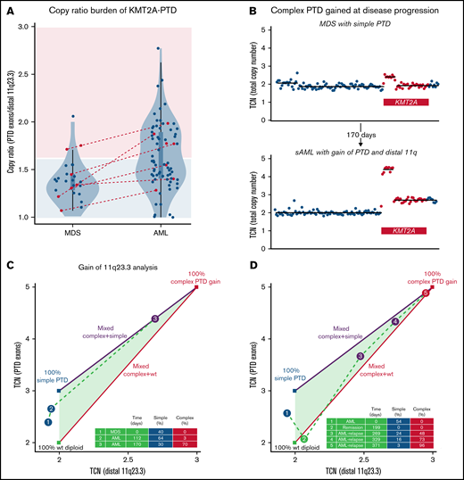Emergence of KMT2A-PTD complexity during progression to AML and relapse. (A) Copy number ratios of KMT2A-PTDs at first available time points by diagnosis were unimodal in MDS (P = .843; dip test) and multimodal in AML (P = .027) with 2 main clusters presumed to correspond roughly to simple and complex KMT2A-PTDs. High ratios were accordingly enriched in AML (33/73; 45%) over MDS (3/25; 12%) (P = .003; Fisher’s exact test) relative to a cutoff (1.6) separating pure simple KMT2A-PTD cells (area shaded light blue) from complex (area shaded pink). Red: cases with secondary AML transformation from MDS (N = 7) or PV (N = 1). Box plots within violin plots: rectangles correspond to interquartile ranges, and whiskers have length equal to 1.5 times interquartile range or end at most extreme outliers. (B) 11q23.3 gain from the PTD allele emerged in a rapidly progressing AML that transformed from MDS with simple KMT2A-PTD (P3). Panels C and D show quantitative evolution of KMT2A-PTD complexity in 2 cases of AML (P3 and P4). Complex, simple, and wild-type components are determined from total copy number (TCN) of PTD exons (y-axis) vs TCN of distal 11q23 (x-axis): vertices of the triangle represent 100% populations of wild-type diploid KMT2A (green vertex), simple PTD (blue vertex), and complex PTD with single PTD gain (red vertex); because TCN is linear, line segments connecting 2 vertices represent mixtures of the 2 corresponding components, whereas the triangle (convex hull of the vertices) represents mixtures of all 3 (wild-type, simple PTD, and complex PTD). (C) 11q23.3 gain from the PTD allele emerged at d112 (blue point 2) and expanded as the dominant clone at d170 (purple point 3 corresponding to copy number profile in panel B). The complex gain at d112 was below the BR-CNV limit of detection, but its low-level presence (>3%) was inferred from clonal hierarchy, based on an NRAS variant that appeared at d112 but was subsequently deduced as subclonal to the complex PTD at d170 (supplemental Figure 13A). TCN levels at d170 (distal 11q23 = 2.7, PTD exons = 4.4) implied a mixed population comprising c = 70% complex KMT2A-PTD, s = 30% simple KMT2A-PTD, and w = 0% wild-type, by solving the linear constraints (1) TCN of distal 11q23 = 2.7 = 3c + 2s + 2w, (2) TCN of PTD exons = 4.4 = 5c + 3s + 2w, and (3) 1 = c + s + w. (D) 11q23.3 gain from the PTD allele emerged at posttransplant relapse from a previously simple KMT2A-PTD before transplant. The simple KMT2A-PTD component diminished (24% to 16% to 3%) as the complex component expanded (48% to 73% to 96%) over the course of 102 days. WT, wild-type.