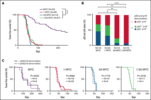 LMP1 accelerates MYC-driven tumor onset but does not alter the number of p53 and/or p19ARF abnormalities in λ-MYC tumors. (A) Kaplan-Meier curves indicate the percentage of tumor-free survival of indicated genotypes. Mice assigned for survival curve analysis were observed for tumor incidence. Days until the first sign of tumor is plotted as tumor-free survival. As found in our previous studies,31 LMP2A/λ-MYC mice are born with enlarged spleens, and lymphadenopathy can be readily detected by 5 to 6 weeks of age, whereas λ-MYC mice do not show splenomegaly or lymphadenopathy until they develop tumors. Mice between 4 and 6 weeks of age were classified as pretumor mice in our study. By 8 to 15 weeks of age, LMP1/λ-MYC and LMP2A/λ-MYC tumors are observed in cervical and axillary lymph nodes and then spread to other areas, including inguinal and abdominal lymph nodes. Tumor development in λ-MYC mice is generally observed after 20 to 30 weeks of age. In the mice of these ages, all tumors we analyzed showed a starry sky appearance typical for human BL. In contrast to LMP1/λ-MYC and LMP2A/λ-MYC tumors, primary organs in which λ-MYC tumors are first observed were not restricted to cervical areas but varied from cervical to abdominal areas. Tumor onset in λ-MYC mice in which tumors initiated in cervical areas was earlier (78.5 days, median survival) when compared with λ-MYC mice where tumors initiated in abdominal areas (156 days, median survival) (supplemental Figure 1C). Similar early- and late-tumor onsets were also reported in the studies of Eµ-Myc mice.59 Even though tumor onsets in LMP1/λ-MYC and LMP2A/λ-MYC mice were significantly earlier than the onset of λ-MYC tumors in the cervical area. Log-rank (Mantel-Cox) test was used to compare survival curves. ****P < .0001. (B) The status of p53 and p19ARF expression in lymph node tumors from the indicated genotypes as determined from immunoblots (supplemental Figure 2) are as indicated: p53+ and p19−, baseline p53 and p19ARF levels; p53−, undetected baseline level of p53; p53++, aberrant p53 accumulation at ∼53 kDa; p19+, abnormal accumulation of p19ARF. Fisher’s exact test was used to compare the abnormalities of p53 and p19ARF proteins. *P < .05, **P < .01, ***P < .001, and ****P < .0001. (C) Kaplan-Meier curves of tumor-free survival percentages with or without p53 and/or p19ARF abnormalities indicated by “+” or “−”. P values were calculated by log-rank (Mantel-Cox) test.