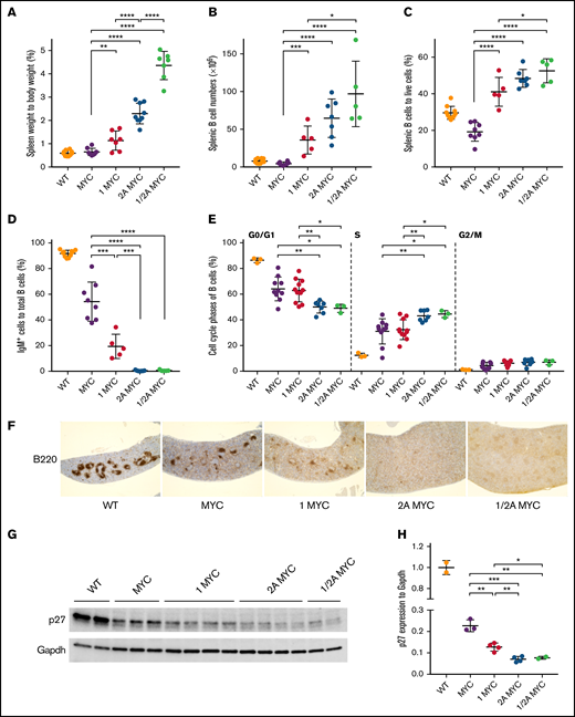 LMP1 decreases p27 expression and increases B-cell numbers in the pretumor spleens of λ-MYC mice. (A) Spleens were isolated from 4-week-old mice at the pretumor stage, and spleen weight as a percentage of body weight is shown. Lymphocytes were isolated from spleens of pretumor mice, and their B-cell numbers (B) and percentages (C) were calculated by B220 positivity using flow cytometry. (D) The percentage of IgM-positive cells to total splenic B cells was calculated by staining with anti-IgM. (E) The cell cycle phases of purified splenic pretumor B cells from 4-week-old mice are shown. Purified pretumor B cells were fixed in 70% ethanol and stained with a Ki-67–FITC antibody. DNA was stained with propidium–iodide/ribonuclease staining buffer according to the manufacturer’s instructions (BD Biosciences). (F) Representative immunohistochemical analysis of 4-week-old mouse spleens from each genotype stained with B220 (original magnification ×4). Splenomegaly was observed in LMP2A/λ-MYC and LMP1/LMP2A/λ-MYC spleens. (G) Representative immunoblots of p27kip1 expression in purified splenic B cells from 4-week-old mice. (H) P27kip1 expressions were normalized to Gapdh (a loading control). Dot plot graphs represent the mean ± standard deviation. P values were calculated by unpaired t test, *P < .05, **P < .01, ***P < .001, and ****P < .0001.