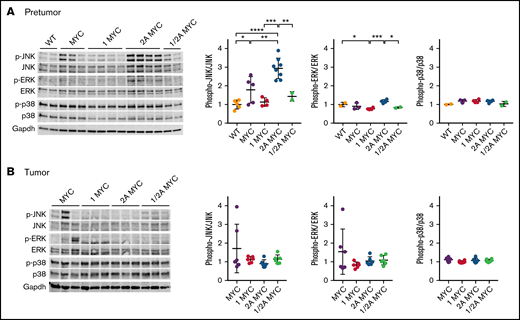 LMP1 restores MYC-induced p-JNK expression, while LMP2A further increases p-JNK levels. Expression of MAPK family proteins in purified splenic B cells from (A) 4-week-old mice and (B) in tumor B cells. Representative immunoblots of MAPK family proteins are indicated. Phosphorylated JNK, phosphorylated ERK, and phosphorylated p38 expression were normalized to JNK, ERK, and p38, respectively. Dot plot graphs represent the mean ± standard deviation. P values were calculated by unpaired t test, *P < .05, **P < .01, ***P < .001, and ****P < .0001.