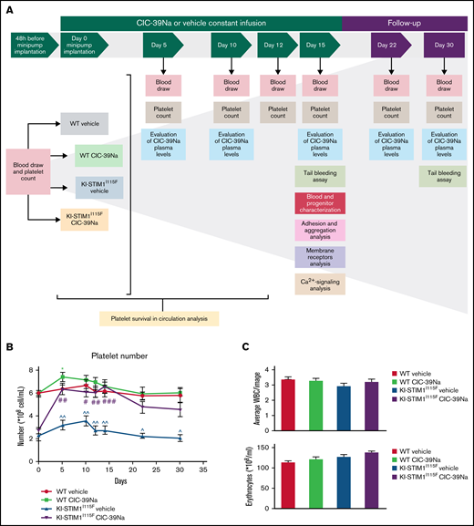 In vivo effect of CIC-39Na in WT and KI-STIM1I115F mice. (A) Study design of in vivo treatments in WT and KI-STIM1I115F mice. (B) Platelet count in the indicated groups. Mann-Whitney U test P value: *0.0334 for each experimental point vs WT vehicle. P value: #0.0154, ##0.016; ###0.0001 for KI-STIM1I115F vehicle vs KI-STIM1I115F CIC-39Na. (C) Circulating number of white blood cells and erythrocytes. (D) Absorbance values relative to blood lost in the indicated groups. Mann-Whitney U test. P value: ^^0.003, ^0.0208 for WT vehicle vs KI-STIM1I115F vehicle and #0.0208 for KI-STIM1I115F vehicle vs KI-STIM1I115F CIC-39Na. (E) Bleeding time in mice treated as indicated. P value: ^0.0208 for WT vehicle vs KI-STIM1I115F vehicle, #0.0304 for KI-STIM1I115F vehicle vs KI-STIM1I115F CIC-39Na. Data reported in panels B-E represent the mean ± SEM of 8 animals for each group from 2 independent experiments.