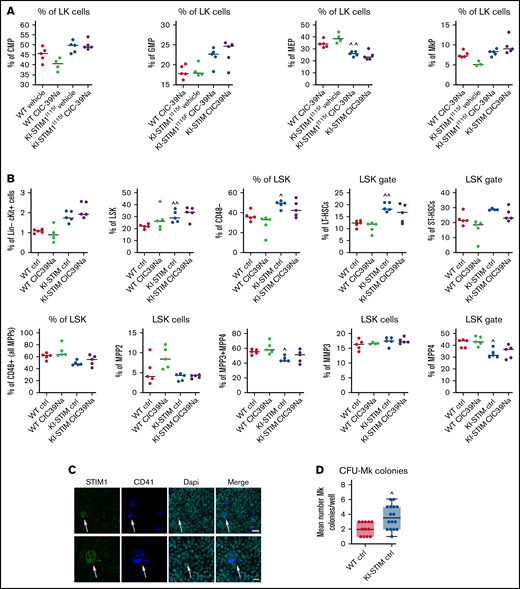 Progenitor characterization of WT and KI-STIM1I115F mice. (A-B) Frequency of the indicated progenitor cells; Mann-Whitney U test (n = 6 per group) P value: ^^≤0.0079 and ^≤0.00224 for WT vehicle vs KI-STIM1I115F vehicle. (C) Representative immunofluorescence staining for STIM1 (green), CD41 (blue), DAPI (cyano), and merged image on megakaryocytes of WT mice (see Supplemental Methods for the other groups). Top panel: Magnification 40 × 1.4 NA (numerical aperture). Bar = 25 μm. Bottom panel: Magnification 63 × 1.4 NA (numerical aperture). Bar = 10 μm. The data are representative of 5 experiments with similar results. (D) Box-and-whisker plots show median and IQR of the mean number of MK colonies/well in WT and KI-STIM1I115F mice. Mann-Whitney U test. P value: ^≤0.0111 WT vehicle vs KI-STIM1I115F vehicle.