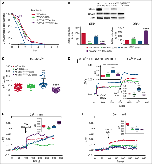 Clearance, STIM1 protein levels and Ca2+-signaling in WT and KI-STIM1I115F platelets. (A) Platelet lifespan in the indicated groups (n = 6). Mann-Whitney U test (n = 6 per group) P value: ^^^≤0.0015 and ^^≤0.0028 for WT vehicle vs KI-STIM1I115F vehicle; ##≤0.003 and #≤0.0014 for KI-STIM1I115F vehicle vs KI-STIM1I115F CIC-39Na. (B) Representative images and densitometry analysis of western blots for STIM1 and ORAI1 (n = 3); unpaired t test for STIM1 blot (P value: ****<0.0001 WT vehicle vs WT CIC-39Na; ###<0.0002 KI-STIM1I115F vehicle vs KI-STIM1I115F CIC-39Na and ^^^0.009 WT vehicle vs KI-STIM1I115F vehicle). ORAI1 blot (P value: ****<0.0001 WT vehicle vs WT CIC-39Na; ####<0.0001 KI-STIM1I115F vehicle vs KI-STIM1I115F CIC-39Na). (C) Basal platelet cytosolic Ca2+. Values are median ± SEM of at least 300 platelets from 2 experimental days. Mann-Whitney U test (n = 6 per group) P value: ^^^^<0.0001 WT vehicle vs KI-STIM1I115F vehicle and ####<0.0001 KI-STIM1I115F vehicle vs KI-STIM1I115F CIC-39Na. (D) Average Ca2+-traces depicting tBHQ release and SOCE. Statistical analysis of the AUC of the first 200 seconds after the respective addition are present in the insets. Arrows indicate addition of the SERCA poison in Ca2+-free conditions and the readdition of Ca2+. Traces are average of 300 cells from 2 different experimental days and color coding is as in panel C; to allow comparisons, F/Fo was offset to 0 in the graphs for all traces. Mann-Whitney U test. P value: ^^^^<0.0001 for WT vehicle vs KI-STIM1I115F vehicle; ###<0.001 for KI-STIM1I115F vehicle vs KI-STIM1I115F CIC-39Na. (E-F) Average Ca2+traces induced by the indicated agonists in Ca2+-containing media. Traces are average of 300 cells from 2 different experimental days; statistical analysis of the AUC of the first 200 seconds after the respective addition are present in the insets and color coding is as in panel C; Mann-Whitney U test. P value: ****<0.0001 and **<0.003 for KI-STIM1I115F vehicle vs KI-STIM1I115F CIC-39Na; ^^^<0.001 for WT vehicle vs KI-STIM1I115F vehicle. To allow visual comparisons, F/Fo was offset to 0 in the graphs for all traces.