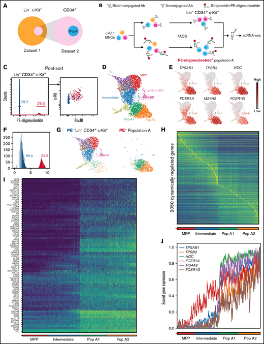 Single-cell transcriptomics reveals a temporal association between FcεRI and the mast cell gene signature. (A) Representation of the cells in the first data set relative to the cells in the prospective second data set. (B) Experimental approach to hashtag a cell subset with a PE-oligonucleotide barcode. (C) Post-sort flow cytometry analysis of pooled cells, constituting Lin− CD34+ c-Kit+ cells without and Lin− CD34+ c-Kit+ FcεRI+ cells with the PE-oligonucleotide hashtag. (D) UMAP visualization of the entire Lin− CD34+ c-Kit+ data set (4063 cells). The colors indicate Leiden clusters. Panels E and G and supplemental Figure 3 provide landscape annotation. Population A (Pop A) consisted of 2 main clusters, Pop A1 and Pop A2. (E) Gene expression levels of mast cell genes and FcεRI subunit genes. (F) Histogram showing the distribution of the PE-oligonucleotide in the single-cell transcriptomics data, resembling the flow cytometry data in panel C. Gray bins represent ambiguous events. (G) Plots showing the PE− Lin− CD34+ c-Kit+ cells and PE+ Lin− CD34+ c-Kit+ FcεRI+ cells (population A). (H) Visualization of highly dynamic genes along the mast cell differentiation trajectory. Cells are ordered according to cluster and pseudotime. (I) Visualization of dynamic genes that positively correlate with rank ordering, also referred to as Pop A signature genes. (J) Plot showing the temporal upregulation of mast cell genes and FcεRI subunit genes. The blue to yellow color gradients in panels H and I specify low to high gene expression. One buffy coat, independent of the buffy coat used for Figure 1, was used to produce the data presented in panels C to J. Ab, antibody; Ery, erythroid; Ly/Mono/DC, lymphocyte/monocyte/dendritic cell; MNCs, mononuclear cells; MPP, multipotent progenitor; Neu, neutrophil; scRNA-seq, single-cell RNA-sequencing.
