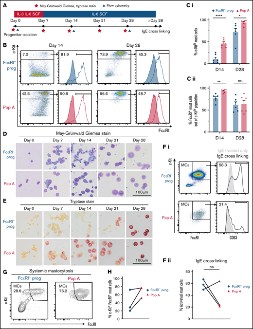 FcεRI+ hematopoietic progenitors exhibit mast cell–forming potential in health and disease. (A) Experimental setup to analyze mast cell differentiation. The study used 10 ng/mL IL-3, 50 ng/mL IL-6, and 100 ng/mL stem cell factor (SCF). (B-C) Flow cytometry analysis of cultured progenitors. Filled histograms show isotype control staining. The results in panel B are quantified in Ci-ii (n = 6). (D) May-Grünwald Giemsa staining. (E) Tryptase staining (day 0, one experiment; days 7-28 from an individual experiment, culture experiment performed 6 times). Microscope: Olympus AX70 with XC10 camera. (Fi) Functional analysis of mast cells derived from hematopoietic progenitors. The CD63 gate that defines mast cell activation was set to ensure that the IgE-only group showed <1% positive events. (Fii) Quantification of activated mast cells in panel Fi (n = 3). Lines link samples from the same donor. (G) Progenitors from patients with systemic mastocytosis were sorted and cultured as indicated in panel A. Cultured FcεRI− progenitors and cultured population A (Pop A) cells from each patient were analyzed by using flow cytometry on the same day (days 28-30, depending on donor). Analysis of aberrant markers was not performed. (H) Quantification of the results in panel G (n = 3). Lines link samples from the same donor. Two-tailed unpaired t tests; *P < .05, **P < .01, ****P < .0001. MCs, mast cells; ns, not significant.