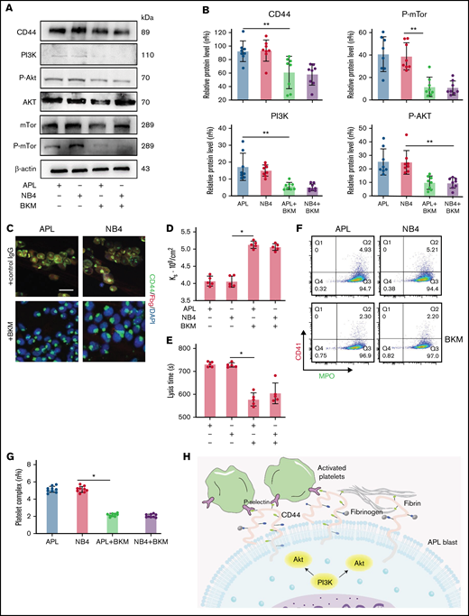 CD44 expression is regulated by the PI3K/Akt/mTOR pathway in APL cells. (A-B) Protein levels of CD44 and PI3K/Akt/mTor signals in APL and NB4 cells treated with/without the PI3K inhibitor BKM. The mean gray value was measured by using ImageJ. (C) Representative immunofluorescence images showing the presence of BKM. Scale bar, 10 µm. (D) Ks of the clot was measured as previously described. (E) Clot lysis assays were performed as previously described. (F-G) Leukemia cells with/without previous treatment with BKM were mixed with activated platelets. Leukemic cell–platelet complexes were detected by using flow cytometry. (H) The schema image of leukemic cells binding platelets and the signaling regulating CD44 expression in APL cells. *P < .05, **P < .01. Each data set is from at least 5 experiments. IgG, immunoglobulin G; MPO, myeloperoxidase.