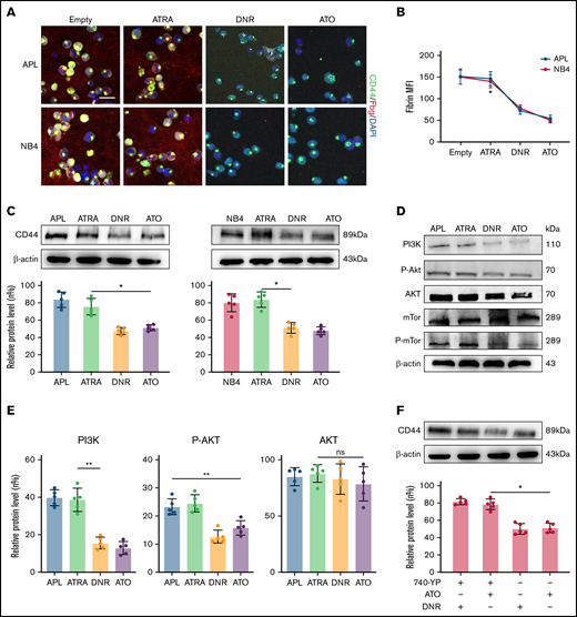 The effect of chemotherapy drugs on the expression and function of CD44. (A) Leukemia cells treated as described above were incubated with fibrinogen (Fbg) for 2 hours. Fluorescence images were observed by using confocal microscopy. Each image is from at least 3 experiments. Scale bar, 20 µm. (B) The MFI of Fbg on the surface of leukemic cells was measured by using ImageJ. (C) Western blotting was used to measure CD44 protein expression levels. The fold change was calculated by using ImageJ and compared with the data in the APL/NB4-only group. (D-E) APL/NB4 cells were treated as previously described, and the expression level of the PI3K pathway was studied. The data in the APL-only group were regarded as the baseline. (F) The expression of CD44 in the presence of ATO with/without the PI3K agonist 740-YP (20 µM/L). *P < .05, **P < .01 in panels C, E, and F. *P < .05 vs the empty group in panel B. DAPI, 4′,6-diamidino-2-phenylindole; ns, not significant.