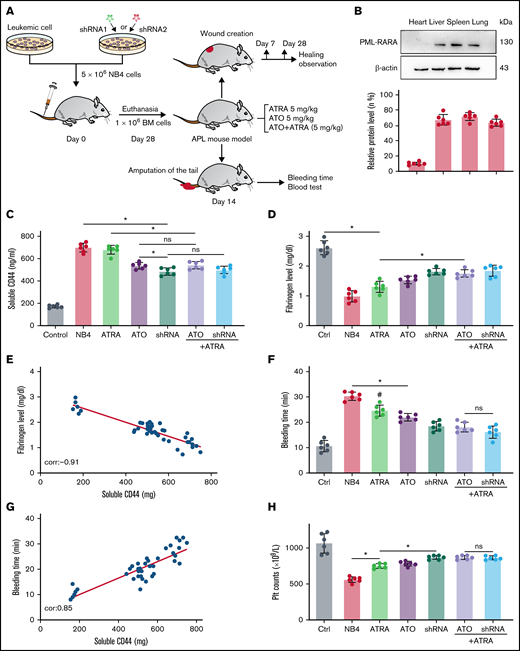 CD44 participates in hemorrhage in mice with APL. (A) The outline depicts the steps of the animal experiments. (B) On day 28, the hearts, livers, spleens, and lungs of APL model mice were extracted. The expression of PML-RARA was measured. ImageJ was used to calculate the gray value. (C) Soluble CD44 levels of APL mouse models treated as described above were measured by ELISA. (D) On day 21, fibrinogen levels in the different groups of mice were evaluated. (E) Pearson correlation between the fibrinogen level and soluble CD44 concentration at day 21. (F-G) Bleeding time was recorded, and the Pearson correlation between bleeding time and soluble CD44 concentration was measured, respectively. (H-I) Platelet (Plt) counts were measured, and the correlation between the number of platelets and plasma CD44 concentration was analyzed. (J) d-dimer levels were tested before the mice underwent bleeding time assays. (K) The survival curve and median survival time (days) of transplantation of bare or CD44 knockdown NB4 cells with/without ATRA/ATO treatment. (L-M) The measurement of clot lysis time and Ks number were performed as previously described. Statistical significance was calculated by using the log-rank test and nonparametric, unpaired, two-tailed, Mann-Whitney test. *P < .05, **P < .01, #P < .05 vs the data in ATO + shRNA group in panel F. Ctrl, control; ns, not significant.