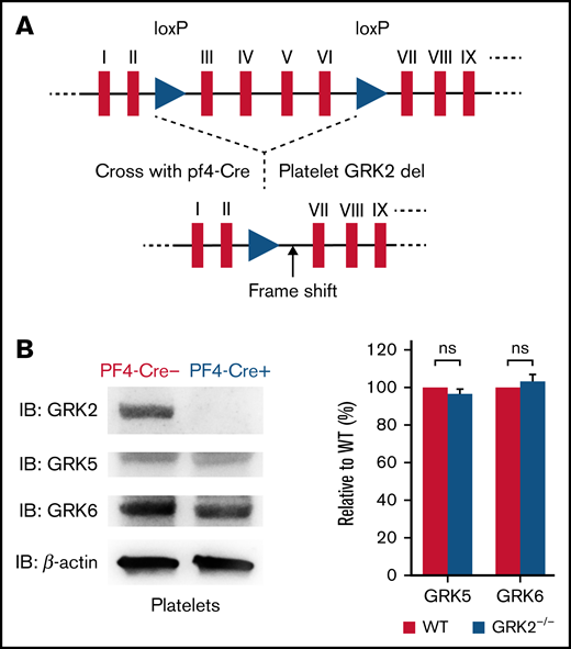Generation and characterization of platelet-specific deletion of GRK2 in mouse. (A) Schematic map of loxP sites inserted in the mouse GRK2 gene. Two loxP sites flanking exons III through VI of mouse GRK2 are shown as triangles. (B) Western blot images of platelet lysate from PF4-Cre– and PF4-Cre+ mice probed with the GRK2-, GRK5-, and GRK6-specific antibodies. Deletion of GRK2 in platelets does not affect the expression of GRK5 and GRK6. n = 4. Supplemental Figure 2 features the full blots. ns, not significant.