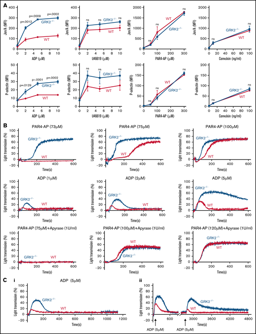 Increased platelet integrin activation, α-granule secretion, aggregation, and decreased receptor desensitization in GRK2−/− mice under ADP stimulation. (A) Platelets from GRK2−/− and littermate control (WT) mice were stained with fluorophore-conjugated antibodies to either activated integrin αIIbβ3 (Jon/A antibody) or P-selectin and measured by flow cytometry. Platelets were stimulated with ADP, TxA2 mimetic (U46619), PAR4-AP (AYPGKF), or convulxin at the concentrations indicated (n = 4). (B) Platelet aggregation in response to a PAR4-AP or ADP at the concentrations indicated (n ≥ 3). (C) Receptor desensitization measured by platelet aggregation in response to ADP. (Ci) Platelets from GRK2−/− and littermate WT control mice were stimulated with 5 µM ADP after pre-incubation with 5 µM ADP. (Cii) Platelets from GRK2−/− and littermate WT control mice were stimulated with 5 µM ADP first and restimulated with 5 µM ADP after a 40-minute interval. n = 4. P ≤ .05 was considered statistically significant. MFI, mean fluorescence intensity; ns, not significant.
