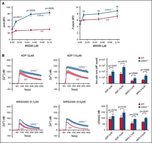 Increased platelet activation and calcium mobilization downstream of P2Y1-dependent signaling in GRK2−/− platelets. (A) Platelet activation. Platelets from GRK2−/− and littermate control mice (WT) were stained with fluorophore-conjugated antibodies to either activated integrin αIIbβ3 (Jon/A antibody) or P-selectin and measured by flow cytometry. Platelets were stimulated with MRS2365 (MRS). n = 4. (B) Calcium mobilization. Mouse platelets were loaded with fura-2 AM (10 μM) and stimulated with ADP or MRS at the concentrations indicated in the absence of extracellular Ca2+. Representative measurements are shown. The results of 6 experiments, ADP (upper), and the results of 4 experiments, MRS (lower), are summarized (mean ± standard error of the mean). MFI, mean fluorescence intensity; ns, not significant.