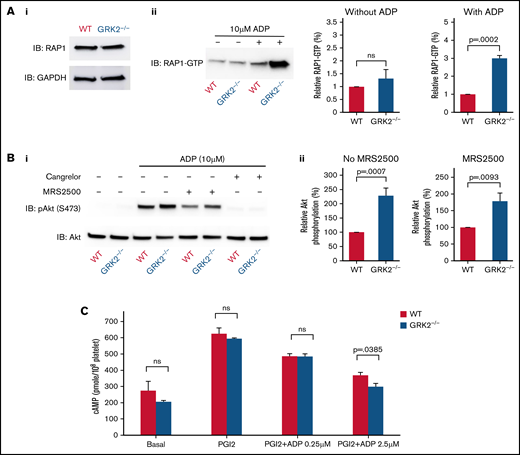 Increased RAP1 activation, Akt phosphorylation, and reduced cAMP formation downstream of P2Y12-dependent signaling in GRK2−/− platelets. (A) RAP1 activation. Ai: RAP1 protein expression in WT and GRK2−/− platelets. Aii: RAP1-GTP levels were measured in platelets that were either unstimulated or stimulated with ADP for 5 minutes (mean ± standard error of the mean; n = 4). (B) Akt phosphorylation. Gel-filtered platelets from GRK2−/− mice or matched WT controls were lysed directly or incubated with 10 μM ADP for 5 minutes in the presence or absence of the P2Y1 antagonist MRS2500 (50 mM) or the P2Y12 antagonist cangrelor (100 nM), as indicated. (Bi) Lysates were probed with anti–p-Akt (S473) and reprobed with anti-Akt antibody. (Bii) The p-Akt signal was normalized to the Akt loading control and is represented as signal relative to that of the WT with or without antagonist MRS2500 (mean ± standard error of the mean; n = 6). (C) cAMP formation. cAMP levels in resting platelets and platelets stimulated with PGI2 in the presence or absence of ADP at the final concentrations indicated (mean ± standard error of the mean; n = 3). ns, not significant.